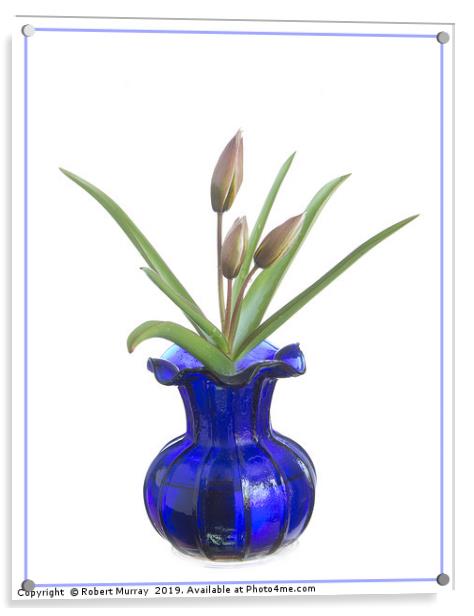 Tulip in an old blue vase Acrylic by Robert Murray
