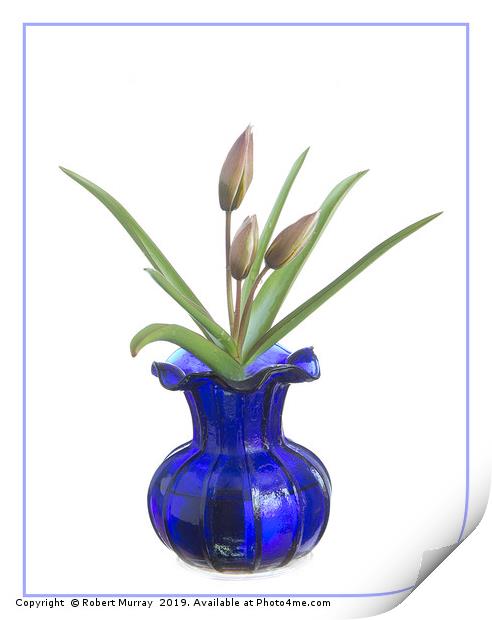 Tulip in an old blue vase Print by Robert Murray