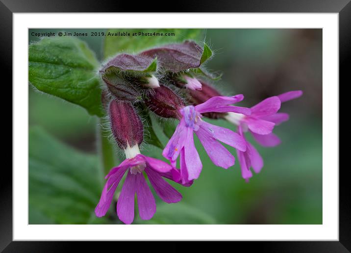 English Wild Flowers - Red Campion Framed Mounted Print by Jim Jones