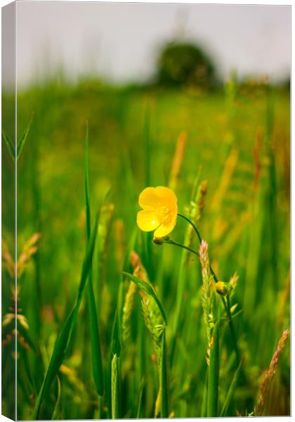 The Buttercup Canvas Print by Michael South Photography