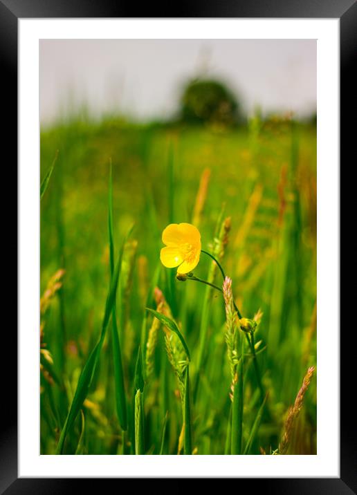 The Buttercup Framed Mounted Print by Michael South Photography
