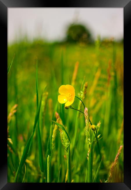 The Buttercup Framed Print by Michael South Photography