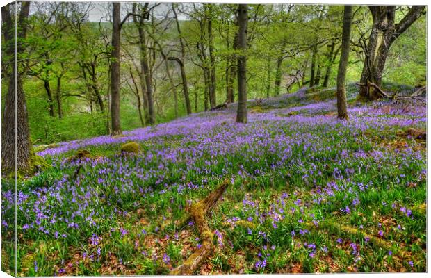 Yorkshire Woodland Bluebells Canvas Print by Diana Mower