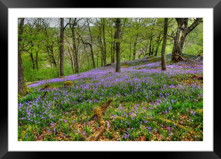 Yorkshire Woodland Bluebells Framed Mounted Print by Diana Mower