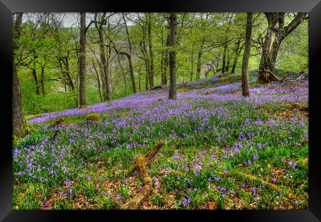 Yorkshire Woodland Bluebells Framed Print by Diana Mower