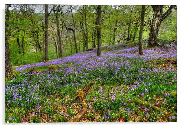 Yorkshire Woodland Bluebells Acrylic by Diana Mower