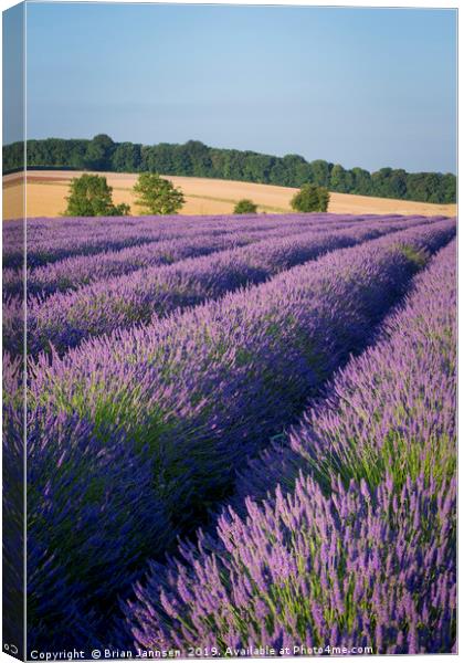 Lavender in the Cotswolds Canvas Print by Brian Jannsen
