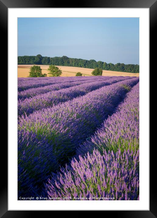 Lavender in the Cotswolds Framed Mounted Print by Brian Jannsen