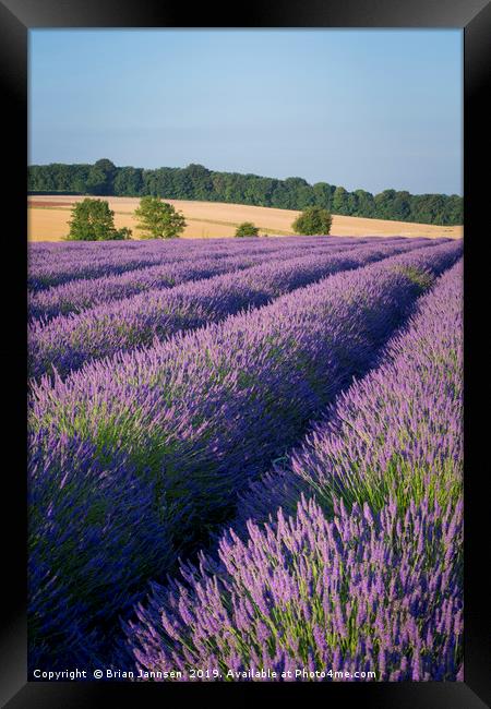 Lavender in the Cotswolds Framed Print by Brian Jannsen