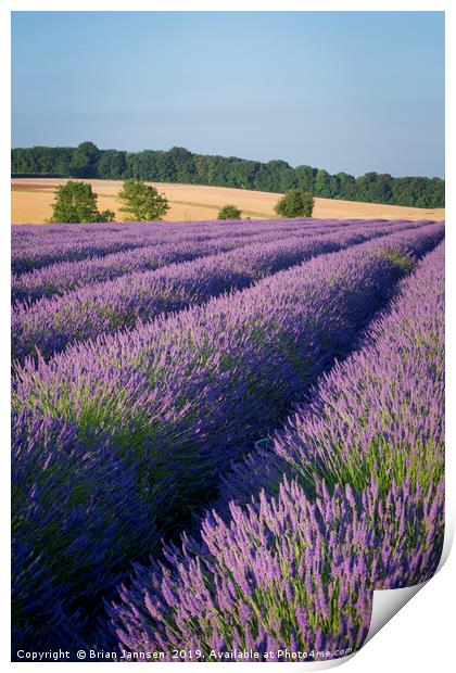 Lavender in the Cotswolds Print by Brian Jannsen