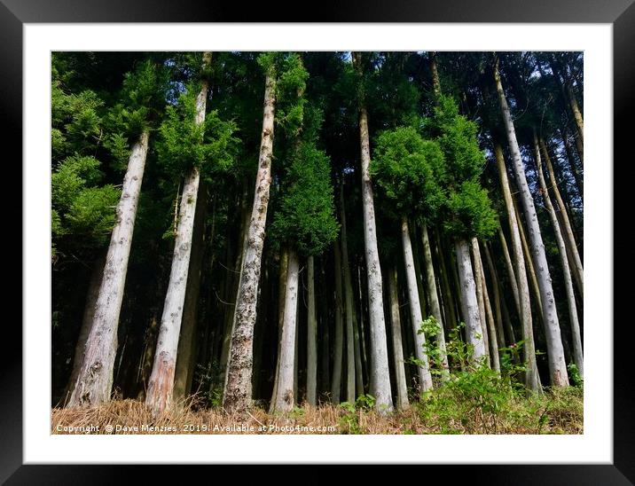 The Tall Trees Framed Mounted Print by Dave Menzies