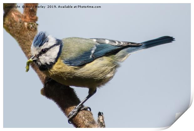 Blue Tit Print by Andy Morley