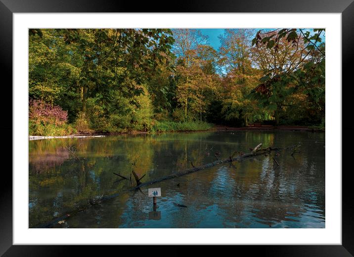 Apley Woods pond Framed Mounted Print by simon alun hark