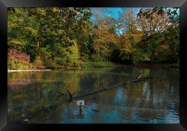 Apley Woods pond Framed Print by simon alun hark