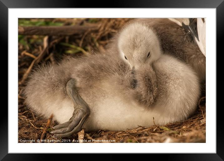 Two Day Old Cygnet  Framed Mounted Print by Will Badman