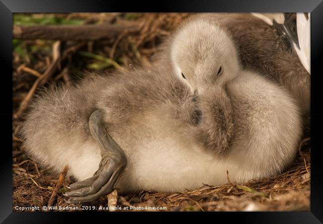 Two Day Old Cygnet  Framed Print by Will Badman