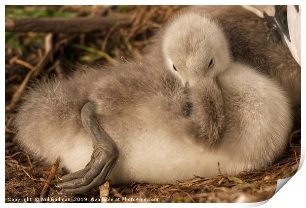 Two Day Old Cygnet  Print by Will Badman