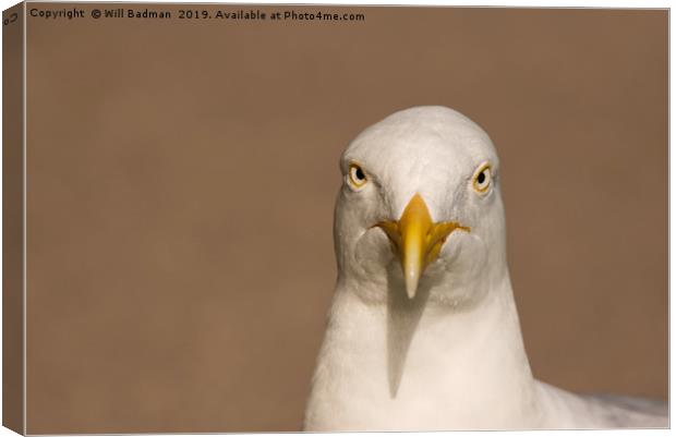 Angry Looking Herring Gull Canvas Print by Will Badman