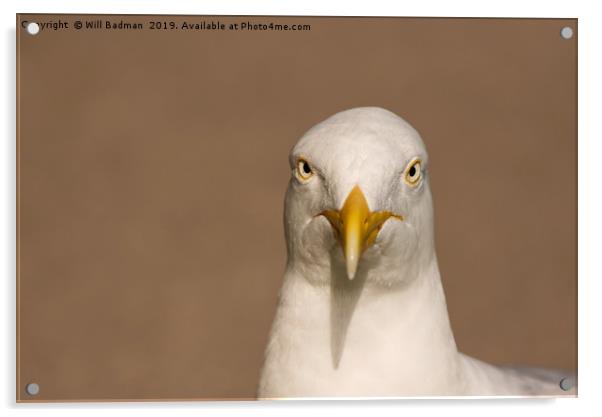 Angry Looking Herring Gull Acrylic by Will Badman