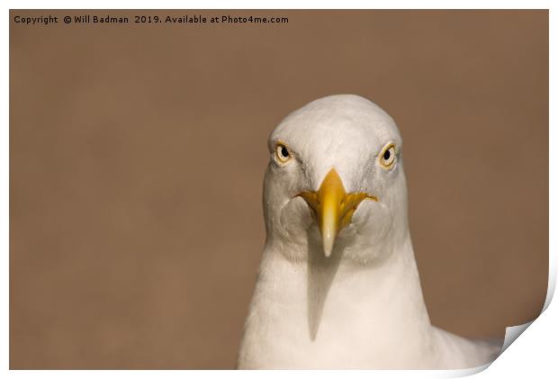 Angry Looking Herring Gull Print by Will Badman