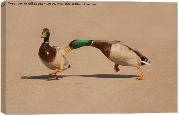 Two Mallard Ducks Fighting in the Park Canvas Print by Will Badman