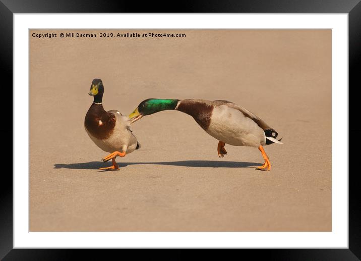 Two Mallard Ducks Fighting in the Park Framed Mounted Print by Will Badman