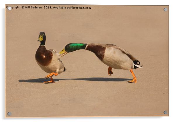 Two Mallard Ducks Fighting in the Park Acrylic by Will Badman