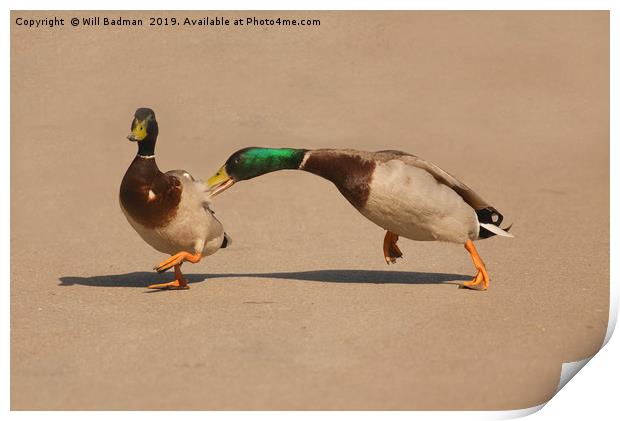 Two Mallard Ducks Fighting in the Park Print by Will Badman