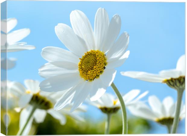 Oxeye Daisies. Canvas Print by Colin Allen