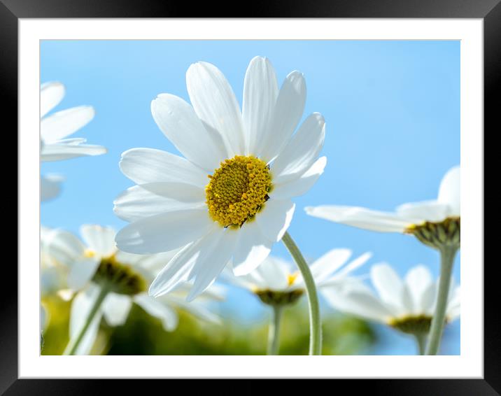 Oxeye Daisies. Framed Mounted Print by Colin Allen
