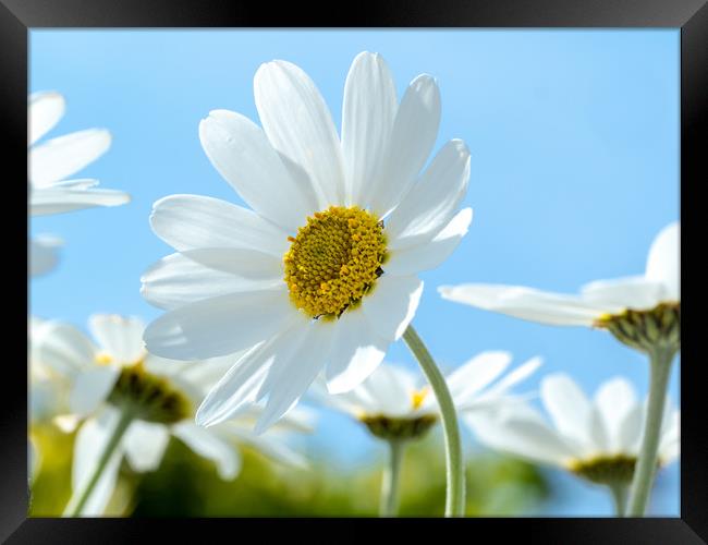 Oxeye Daisies. Framed Print by Colin Allen