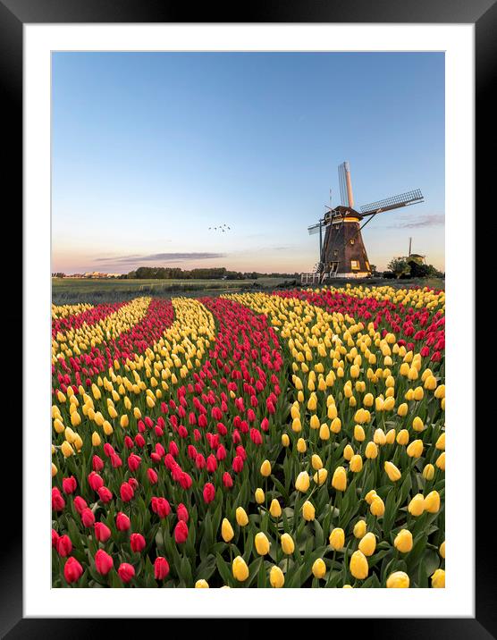 Duo color red and yellow tulips flowers blossom Framed Mounted Print by Ankor Light