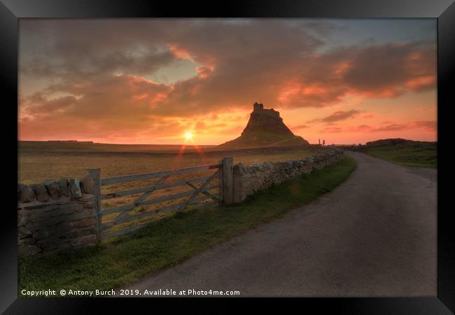 Holy island of Lindisfarne Dawn Framed Print by Antony Burch