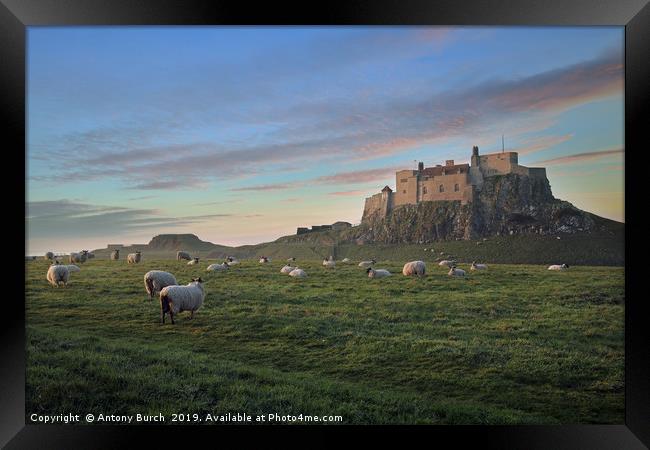 Holy island of Lindisfarne Framed Print by Antony Burch