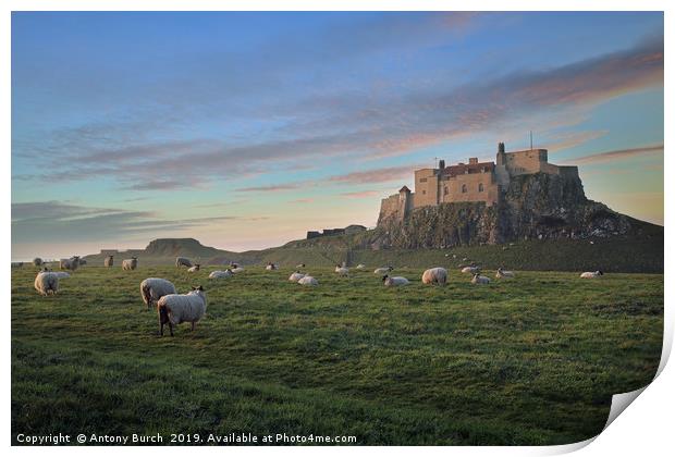 Holy island of Lindisfarne Print by Antony Burch