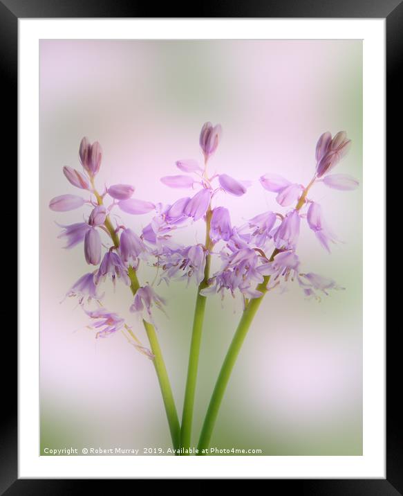 Pink Spanish Squill Framed Mounted Print by Robert Murray