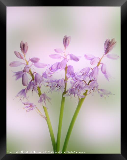 Pink Spanish Squill Framed Print by Robert Murray