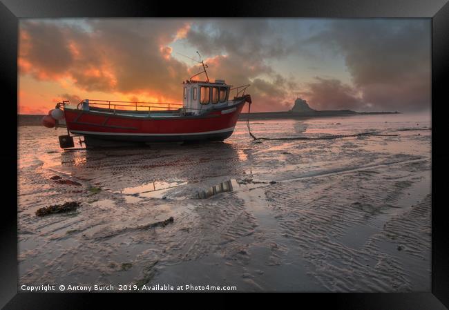 Lindisfarne fishing boat sunrise Framed Print by Antony Burch