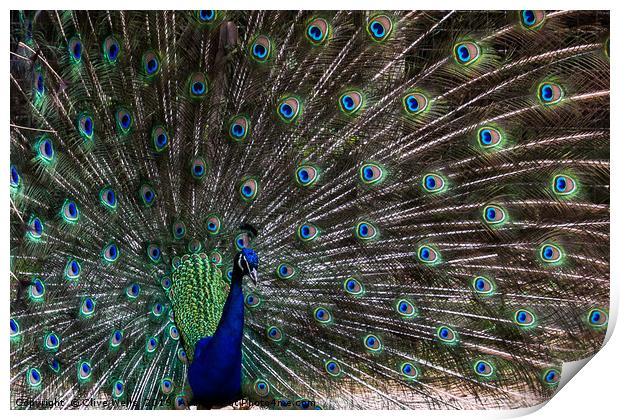 Displaying Peacock in lovely pose Print by Clive Wells