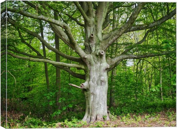 Old Beech Tree   Canvas Print by Victor Burnside