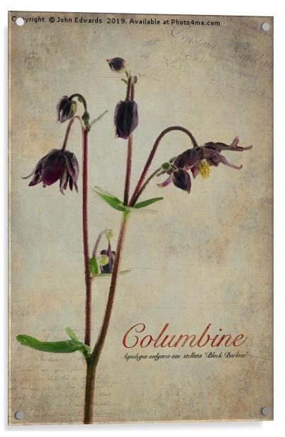 Columbine Acrylic by John Edwards