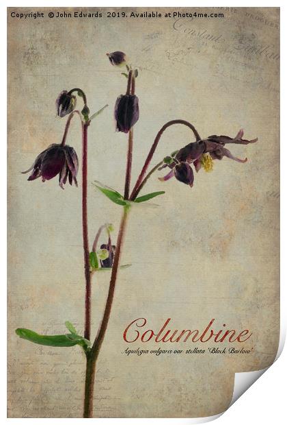 Columbine Print by John Edwards