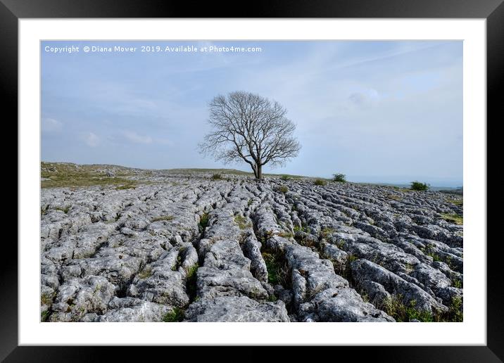 The Lone Tree Malham Framed Mounted Print by Diana Mower