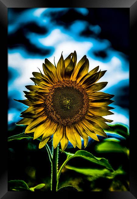 One Bright Sunflower    Framed Print by Darryl Brooks