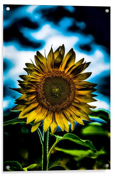 One Bright Sunflower    Acrylic by Darryl Brooks