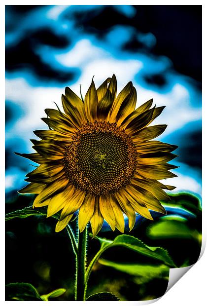 One Bright Sunflower    Print by Darryl Brooks
