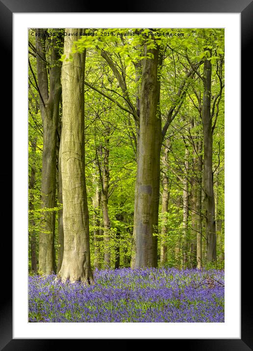 Bluebell Wood, County Durham, UK Framed Mounted Print by David Forster