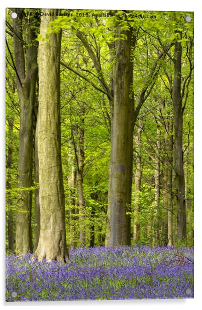 Bluebell Wood, County Durham, UK Acrylic by David Forster