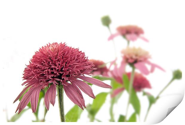 Echinacea Print by Ann Garrett