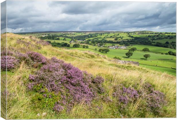 Purple heather on Baildon Moor in Yorkshire.  Canvas Print by Ros Crosland